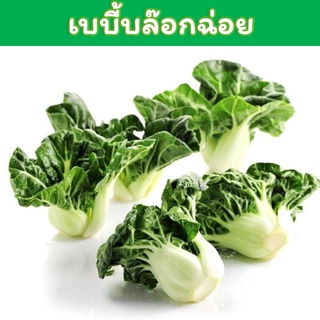 เมล็ดเบบี้บล๊อกฉ่อย เมล็ดพันล็ด (White Baby Pak Choi Seeds) / เบบี้กวางตุ้งฮ่องเต้ก้าน（นี่มันเมล็ดพืช ไม่ใช่พืช!）