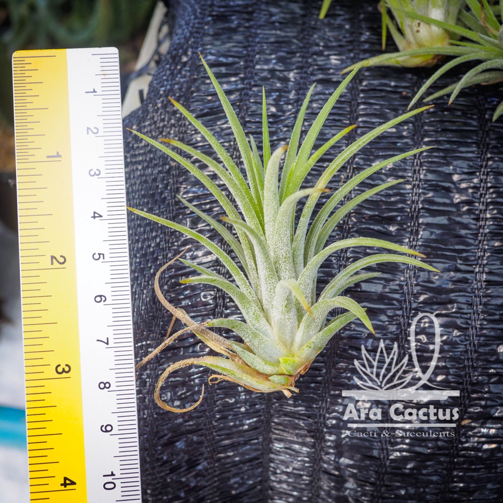 สวนขายเอง-พืชอากาศ-ทิลแลนเซีย-tillandsia-ionantha-ไม่ต้องใช้ดิน-ไม้อวบน้ำ-ไม่ประดับ-ไม้ฟอกอากาศ