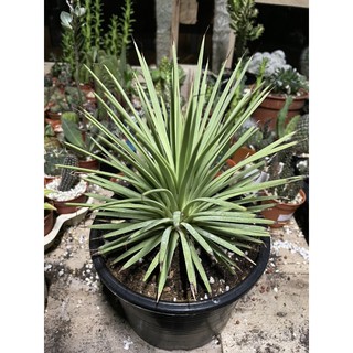 Agave stricta Nana (Dwarf Hedgehog Agave) | World of Succulents