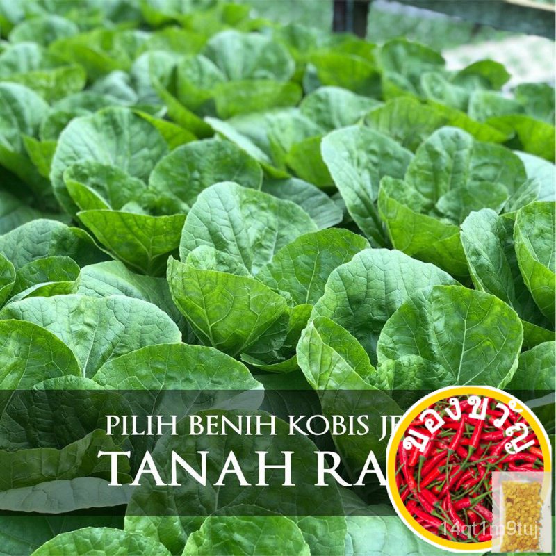 baba-ve-043-benih-kobis-sayur-smart-grow-seed-เมล็ดพันธุ์ผักเมล็ดพันธุ์พืช-seeds-knyl