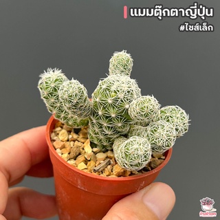 แมมตุ๊กตาญี่ปุ่น #ไซส์เล็ก Mammillarua gracilis แคคตัส กระบองเพชร cactus&amp;succulent