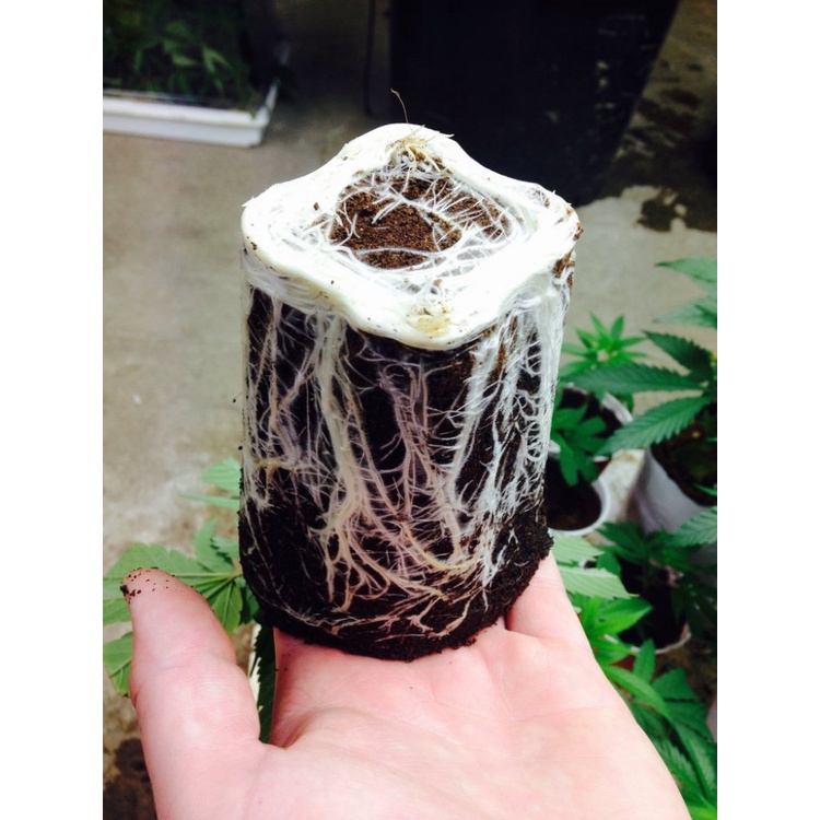 Root Riot แบบ ถุง original package ขนาด 100 ก้อน (100 cubes) ปักชำ เพาะ ...