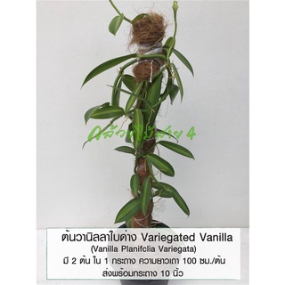 ต้นวานิลลาใบด่าง กระถาง 10 นิ้ว (Variegated Vanilla Planifolia Orchid Plant)  สูง 90 ซม.
