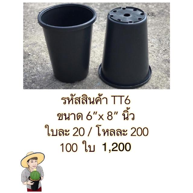 TT6  กระถางต้นไม้แคคตัส ขนาด 6 x 8 นิ้ว 1 โหล