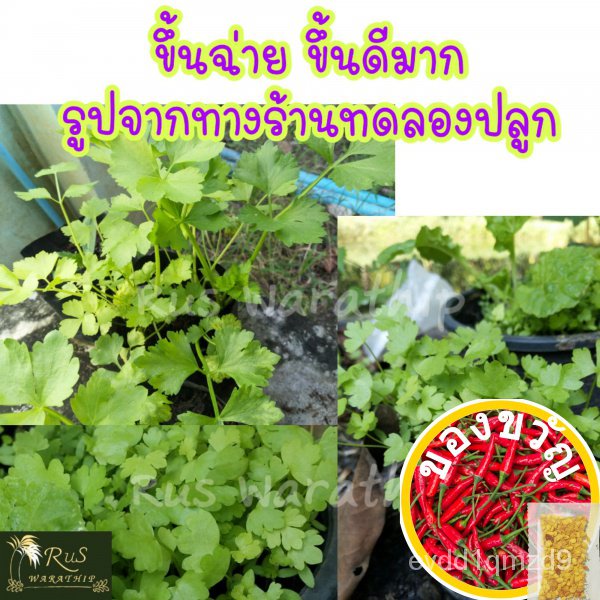 เมล็ดพันธุ์ผักสวนครัว-เมล็ดผัก-ชุดที่-1-เมล็ดผักสวนครัว-เมล็ด-เมล็ดพริก-เมล็ดผักพื้นบ้าน-ผักสวนครัว-vegetable-seedsed-oe