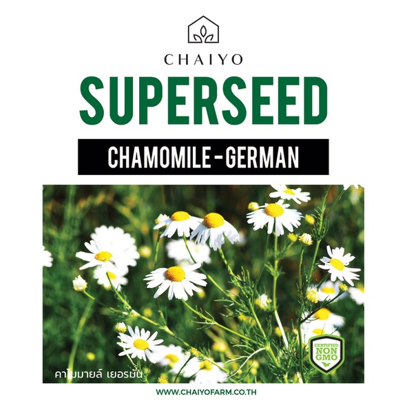 เมล็ด-german-chamomile-matricaria-recutita-คาโมมายล์-เยอรมัน