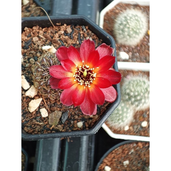 ชุด2-รวมrebutia-sulcorebutia-รีบูเทีย-ซัลโค-ซันคอรีบูเทีย-กระถาง-2-2-5-ส่งทั้งกระถาง