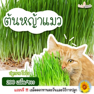 เมล็ดพันธุ์ต้นหญ้าแมว ทาสแมวไม่ควรพลาด 200เมล็ด อัตราการงอก95% ปลูกง่าย โตไว (แถมฟรี เมล็ดผักทุกออเดอร์)