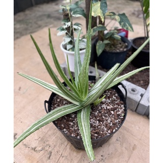 🌱ว่านหางจระเข้ด่าง (Aloe vera var. variegata)🌱