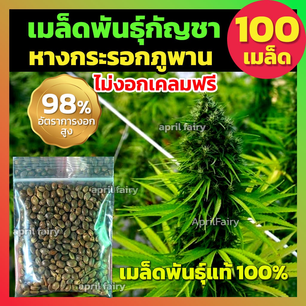 100เมล็ด-เมล็ดกัญชา-เมล็ดพันธุ์สายพันธุ์แท้-เมล็ดพันธุ์สมุนไพรไทย-ปลูกง่าย-โตไว