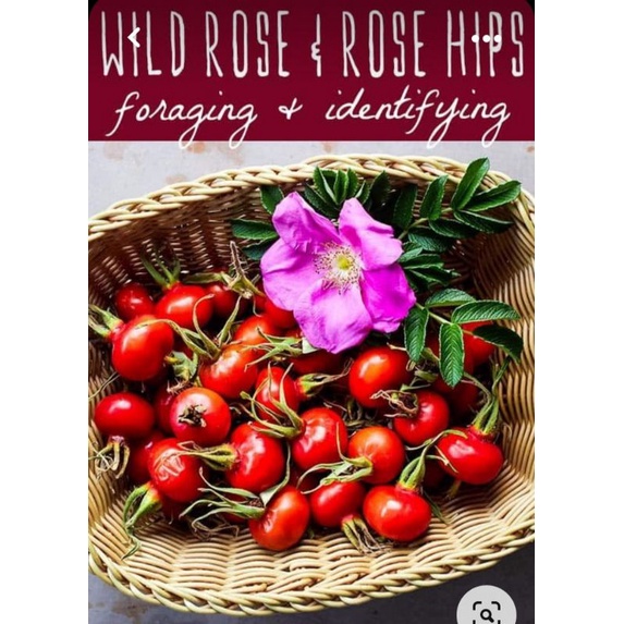 ถูกที่สุด-เมล็ดสำหรับเพาะ-rosehip-โรสฮิป-10เมล็ด-50บาทนำเข้าจากประเทศตุรกี-ของแท้100-ระวังของลอกเลียนแบบ