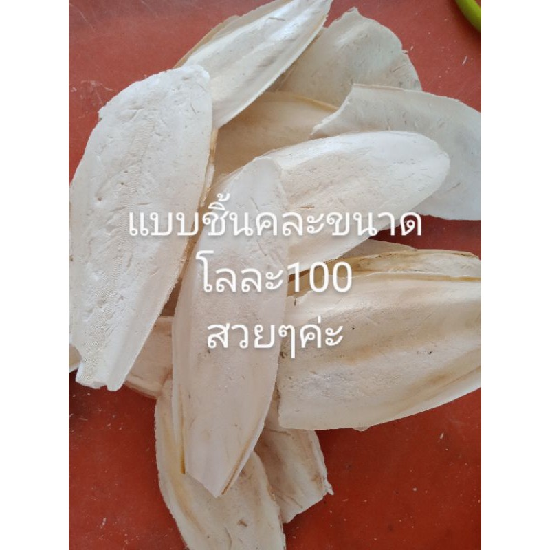 กระดองปลาหมึก-ลิ้นทะเล