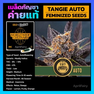 TANGIE AUTO เพศเมีย ค่าย Blimburnseeds เมล็ดพันธุ์กัญชา นอก เมล็ดค่าย แบ่งขาย รับประกัน ตรงปก 💯%