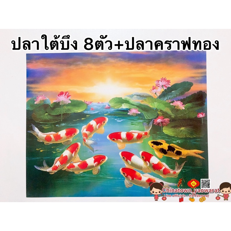 รูปภาพมงคล-ปลาคราฟใต้บึง-8ตัว-ปลาคาฟสีทอง-เสริมฮวงจุ้ย-ภาพแต่งบ้าน-รูปภาพติดผนัง-ปลาคราฟ-ขนาด16x20นิ้ว-หรือ-41-51cm