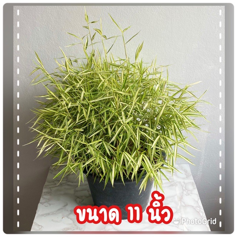 ไผ่แมว-ไผ่เงิน-ขนาด-8-11-นิ้ว-ใหญ่จุใจ-โปรดอ่านรายละเอียดก่อนสั่ง