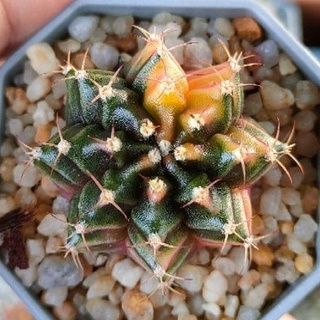 Cake Cactus Farm กระบองเพชร Gymnocalycium mihanovichii variegated ยิมโนด่างสวย ไม้เมล็ด