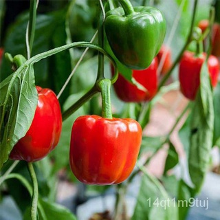[Galaxy Seeds] Bonsai Bell Pepper Seeds for Planting Vegetable Plants (20 Seed) + FREE Fertilizer, D鲜花/母婴/园艺/男装/木瓜/se/กุ
