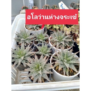 แคคตัส Aloe อโลเวร่าห่างจระเข้