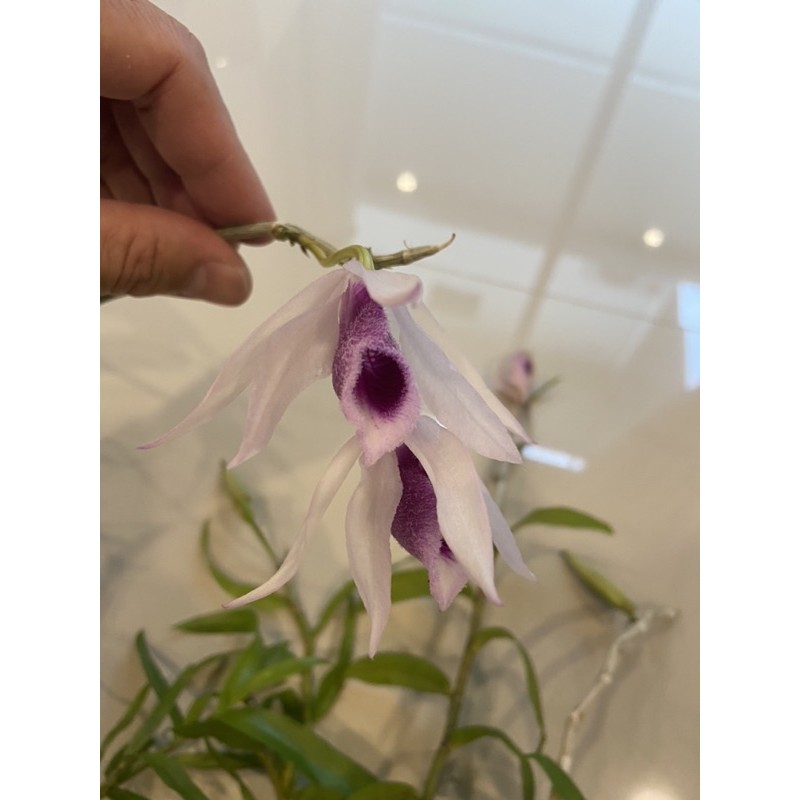 กล้วยไม้ไทยเอื้องสายหลวงใต้-dendrobium-anosmum-1-ต้น