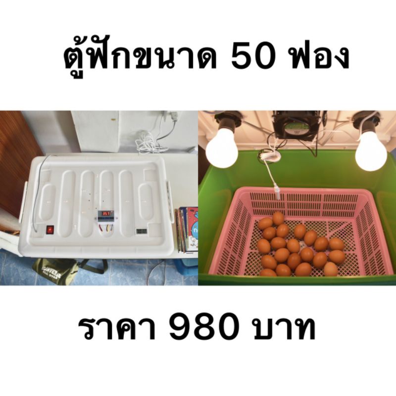 ตู้ฟักไข่-ขนาด50ฟอง-ราคาประหยัด-ใช้งานได้จริง-ราคาถูกที่สุด