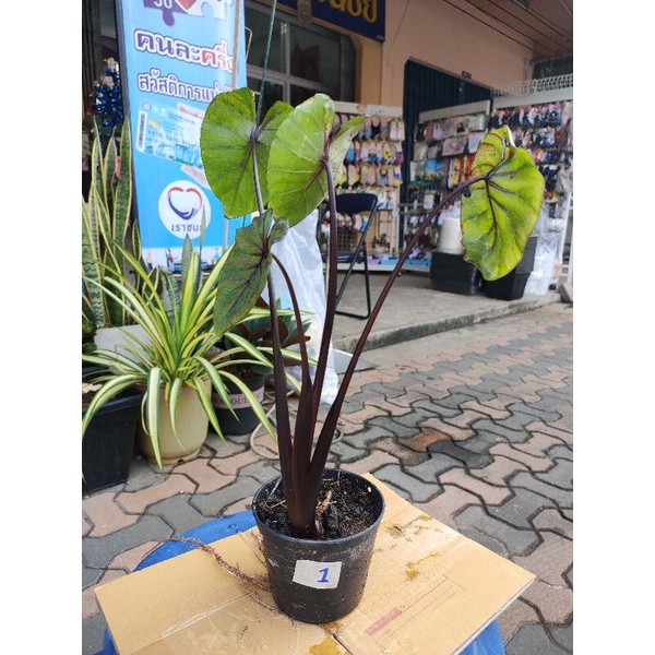 หน้ากากฟาโรห์ฟลายไหลหน้าดุมาก