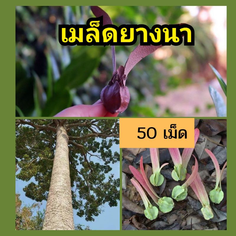 เมล็ดพันธุ์ต้นยางนา-50-เมล็ด-เมล็ดยางนา-เม็ดยางนา-เมล็ดพันธุ์-ยางนา