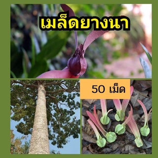 เมล็ดพันธุ์ต้นยางนา 50 เมล็ด เมล็ดยางนา เม็ดยางนา เมล็ดพันธุ์ ยางนา