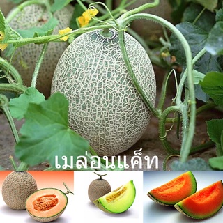 แคปซูล เมล่อนแค็ท Hami Melon Seed fruit seeds plants เมล็ด ต้นผลไม้ เมล็（นี่มันเมล็ดพืช ไม่ใช่พืช!）