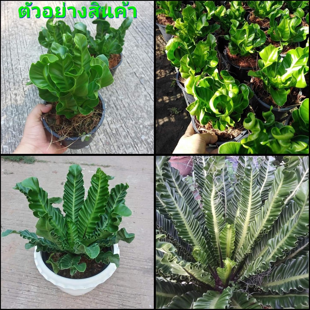 1ต้น-ขาย-ต้นพันธุ์-ต้น-เฟิร์นคอบบร้า-asplenium-cobra-bird-เฟิร์น-ข้าหลวง-ใบหยิก-บีบี