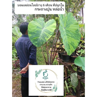 โคโลคาเซีย เลม่อนไลม์ Colocasia lemonlime