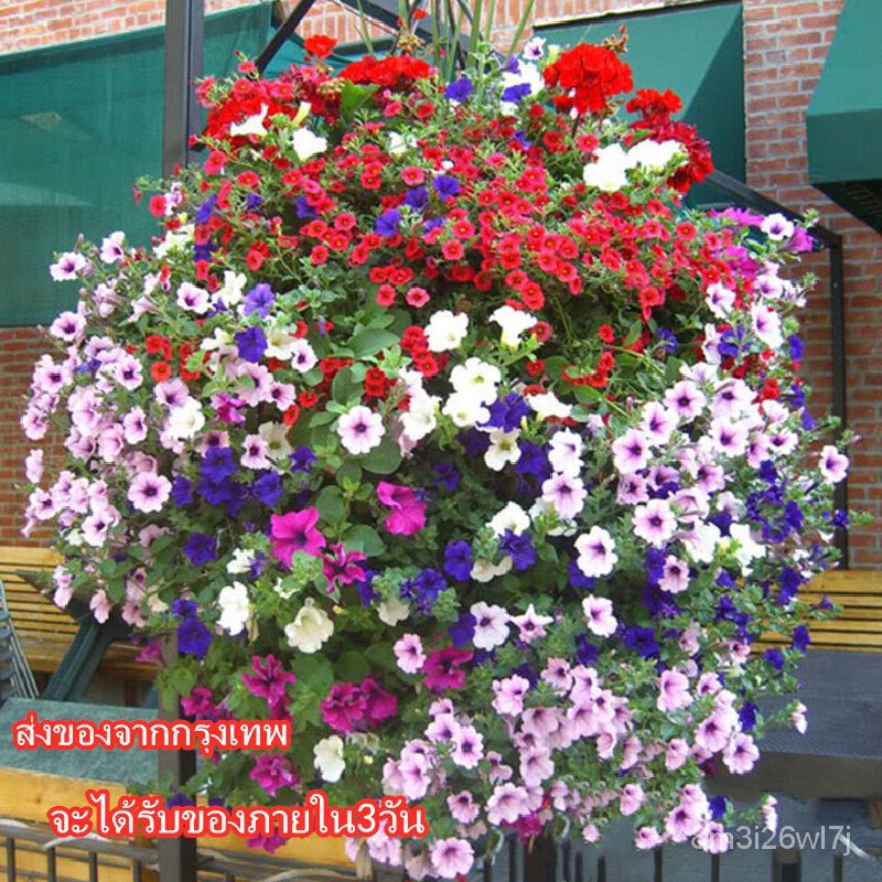 เมล็ดพันธุ์-ถูก-คละ-petunia-seed-flower-seed-1000-แคปซเมล็ดพันธุ์พิทูเนียแท้-100-คุณภาพ-เมล็ดเมล็ดพันธุ์ดอกไม้พิทูเนีย