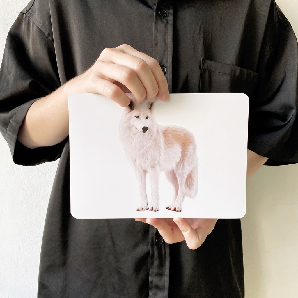 แฟลชการ์ดสัตว์ป่า-แผ่นใหญ่-flash-card-wild-animals-kp015-2winbooktoys
