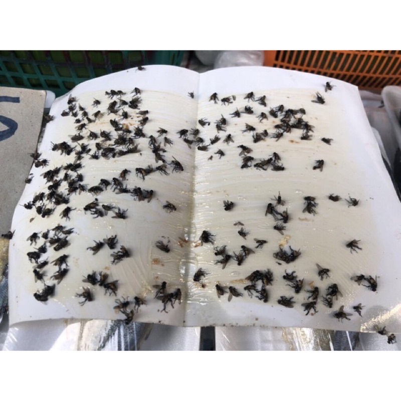 2-000-แผ่น-ระวังของปลอม-กาวดักแมลงวัน-ชนิดแผ่นกระดาษ-ปลอดภัยใช้ง่าย-มีเก็บเงินปลายทาง