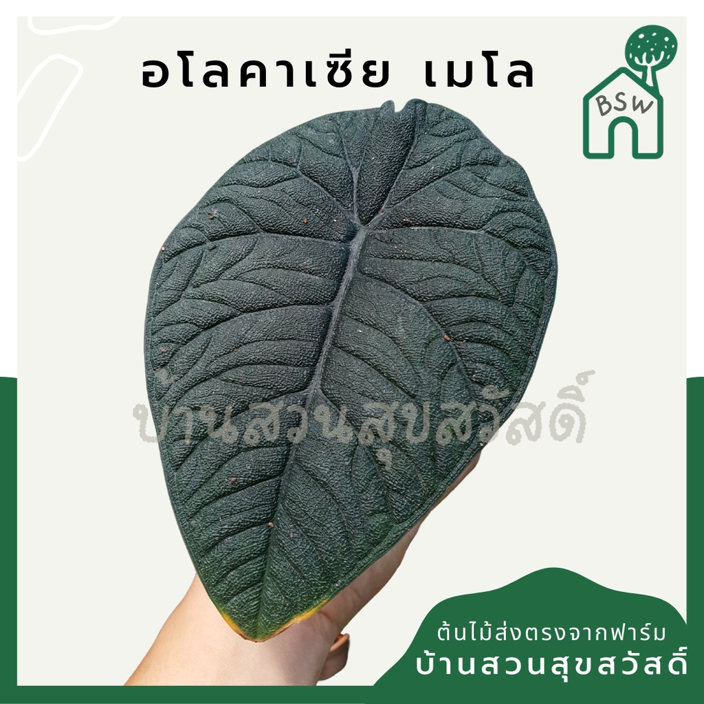 อโลคาเซีย-เมโล-alocasia-melo