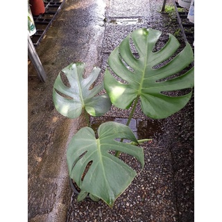 มอนสเตอร่า Monstera ขนาดกระถาง 6 นิ้ว
