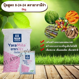 ปุ๋ยสูตร 8-24-24 ตรายารามีร่า 5kg. เสริมสร้างดอกผสมเกสร สร้างระบบราก เพิ่มขนาด ผลผลิต รสชาติ allaboutplants