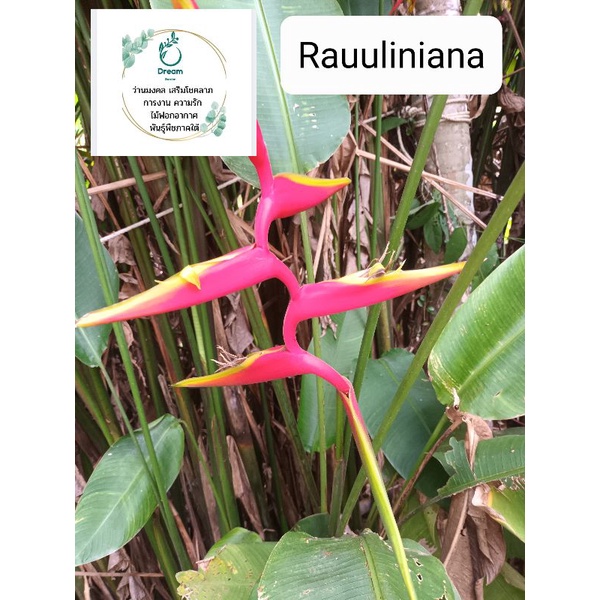 เฮลิโคเนีย-rauuliniana-ดอกสีแดง-กลีบดอกใหญ่เลื้อยยาว