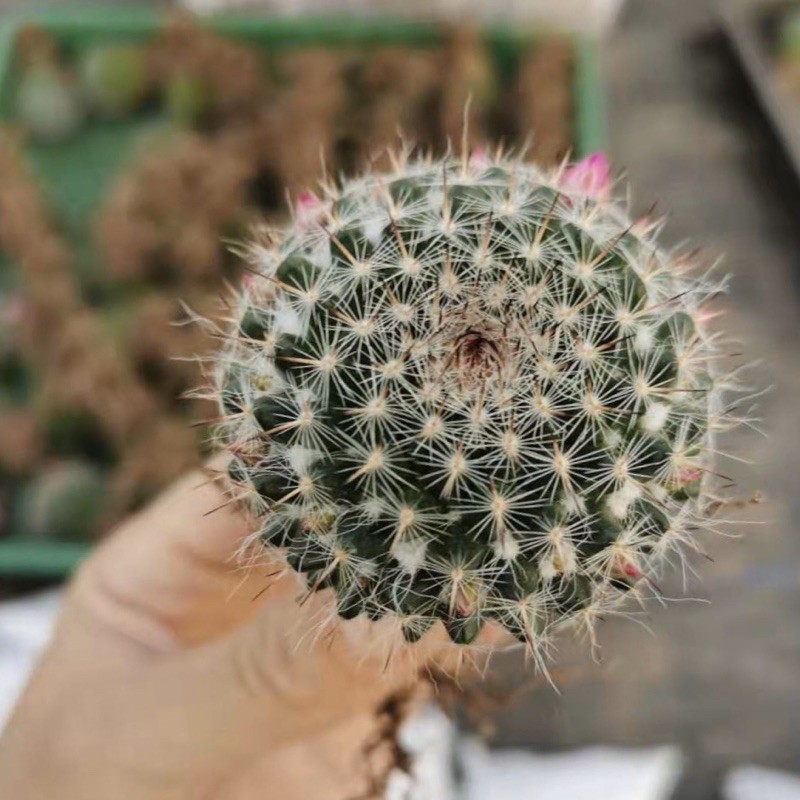 ถูกสุด-cactus-แมมแม่เฒ่า-ไม้เมล็ด-ขนาด-4-ซม-กระบองเพชร-แคคตัส