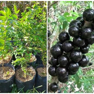 ต้นองุ่นบราซิล (Jabuticaba) สามารถปลูกในประเทศไทยได้เป็นอย่างดี รสหวาน นิยมนำมาทำไวน์ หรือรับประทานผลสดก็ได้