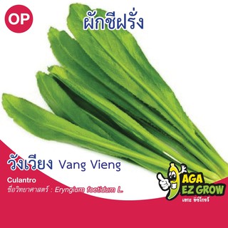 เมล็ดพันธุ์ ผักชีฝรั่ง วังเวียง บรรจุ 0.5 กรัม  [โปรโมชั่น ซื้อ10ซอง แถมฟรี 1ซอง]