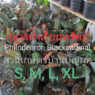 🌱ต้น​กุมารดำ​เรียกทรัพย์​ Philodendron​ Black cadinal ฟิโลเดนดรอน แบล็คคาดินัล​ กระถาง​ 4,8,11 นิ้ว​ ต้นโครตรวย ไม้มงคล​