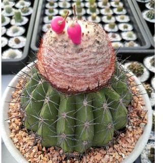 Cake Cactus Farm เมล็ดกระบองเพชร Melocactus curvispinus เมโลหนามดำ