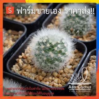 สวนขายเอง! แมมขนแกะ Mammillaria bosacana multilanata ไซส์กระถาง 2 นิ้ว แคคตัส แคนตัส กระบองเพชร ตะบองเพชร ต้นไม้ประดับ