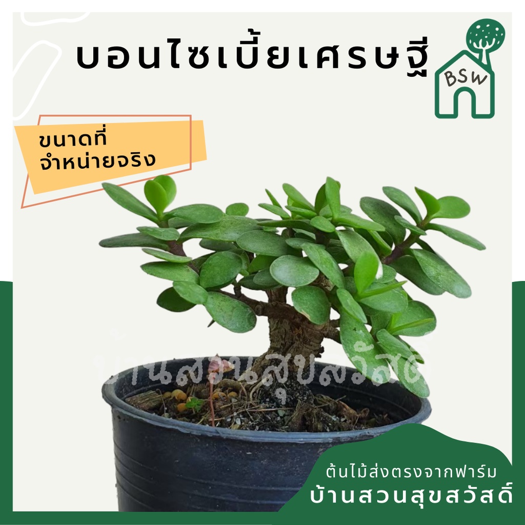 เบี้ยเศรษฐี-กระถาง-3-นิ้ว-ต้นบอนไซ