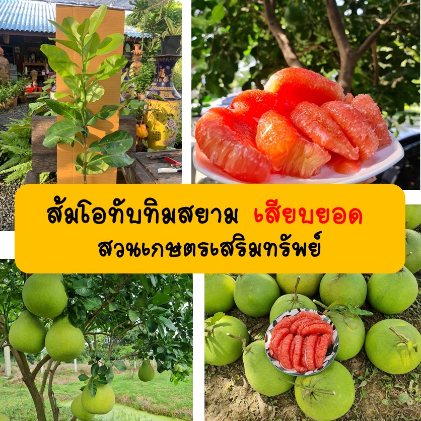 ส้มโอทับทิมสยามเสียบยอด-ราคาส่ง-สวนเกษตรเสริมทรัพย์