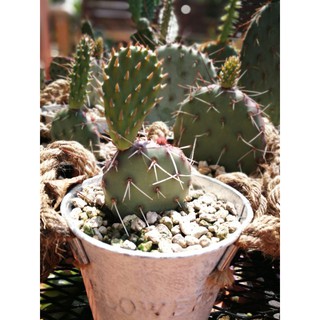 Opuntia Dark Knight แพดใหญ่ชำ แตกแพดใหม่