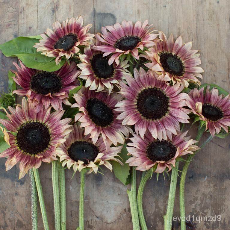 sunflower-ruby-eclipse-10-seeds-qkkd