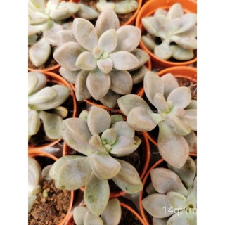 succulent Ready Stock Ellenอลัน香菜/木瓜/手链/文胸/芹菜/母婴/帽子/鲜花/玫瑰/头饰/ X5MX