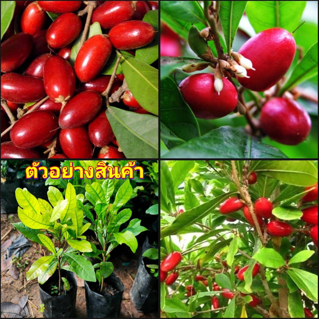 2ต้น-vาย-ต้นพันธุ์-ต้น-ต้นมิราเคิล-ต้นมิลาเคิล-มิราเคิล-มิลาเคิล-miracle-fruit-ต้นมหัศจรรย์-มหัศจรรย์-happy