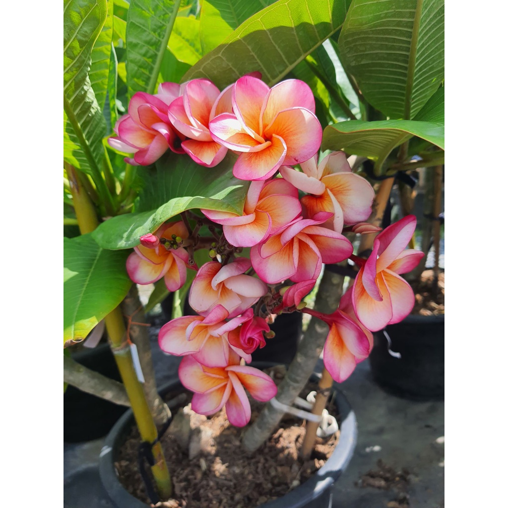 ลีลาวดีส้มแดง-รุ้งอรุณ-plumeria-ruba-เป็นไม้ดอกที่มีสีสันสวยงาม-ต้นลีลาวดีแคระ-ส่งพร้อมกระถาง10นิ้ว